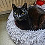 Pepette participe au concours pour gagner de l'argent avec cette photo : cat, black_cat, pet, animal, fluffy_bed, gray_bed, yellow_eyes, indoor, radiator, plush_toy, red_crab, floor, looking_at_camera, relaxed, feline, cozy, home, cute, fur, whiskers