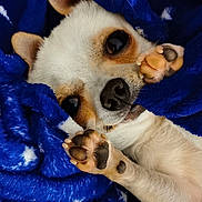 Max participe au concours pour gagner de l'argent avec cette photo : animal, blanket, blue_blanket, chihuahua, comfort, cozy, cute, dog, ears, face, fur, indoor, napping, paws, pet, playful, resting, small_dog, snuggled, stars