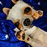 animal, blanket, blue_blanket, chihuahua, comfort, cozy, cute, dog, ears, face, fur, indoor, napping, paws, pet, playful, resting, small_dog, snuggled, stars