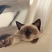 Nala participe au concours pour gagner de l'argent avec cette photo : cat, siamese_cat, pet, animal, sleepy, relaxed, lounging, chair, indoor, home, furniture, cream_colored, brown, blue_eyes, whiskers, ears, paw, portrait, close_up, cozy