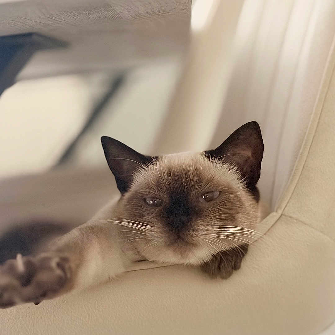Nala participe au concours pour gagner de l'argent avec cette photo : cat, siamese_cat, pet, animal, sleepy, relaxed, lounging, chair, indoor, home, furniture, cream_colored, brown, blue_eyes, whiskers, ears, paw, portrait, close_up, cozy