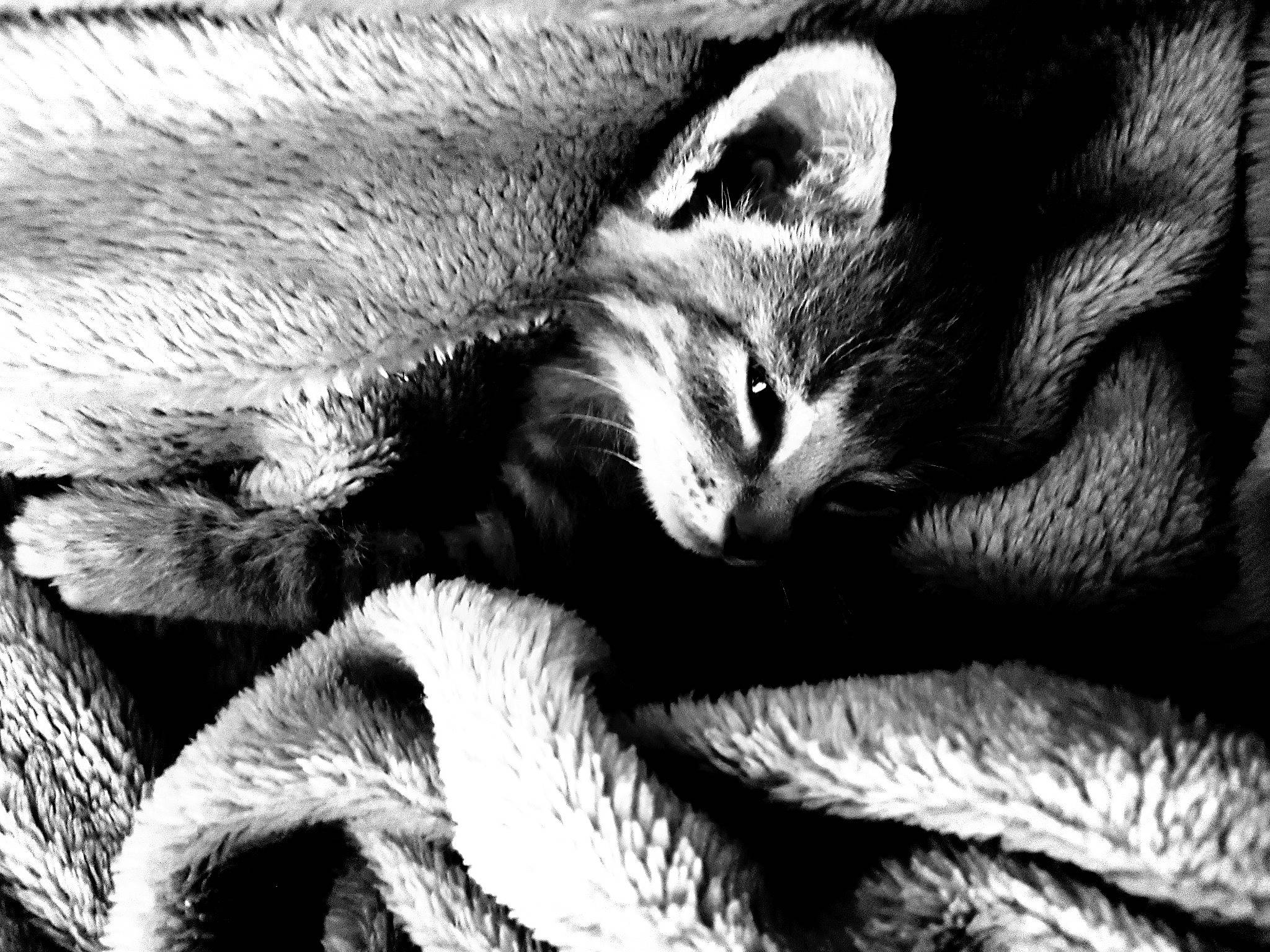 Beetje participe au concours pour gagner de l'argent avec cette photo : adaptation, beak, bird, black_and_white, carnivore, claw, close_up, curious, fur, macro_photography, monochrome, monochrome_photography, photography, snout, stock_photography, terrestrial_animal