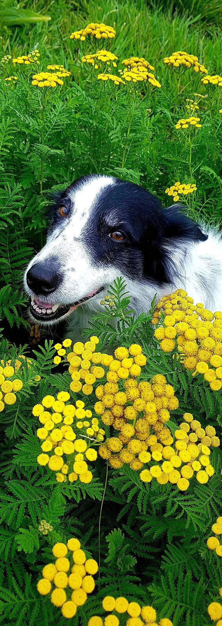 Ello a rejoint le concours — aidez-le/la à gagner de superbes lots ! annual_plant, canidae, carnivore, common_tansy, companion_dog, dog, dog_breed, flower, flowering_plant, groundcover, herbaceous_plant, mammal, petal, plant, shrub, snout, sporting_group, vertebrate, working_animal, yellow