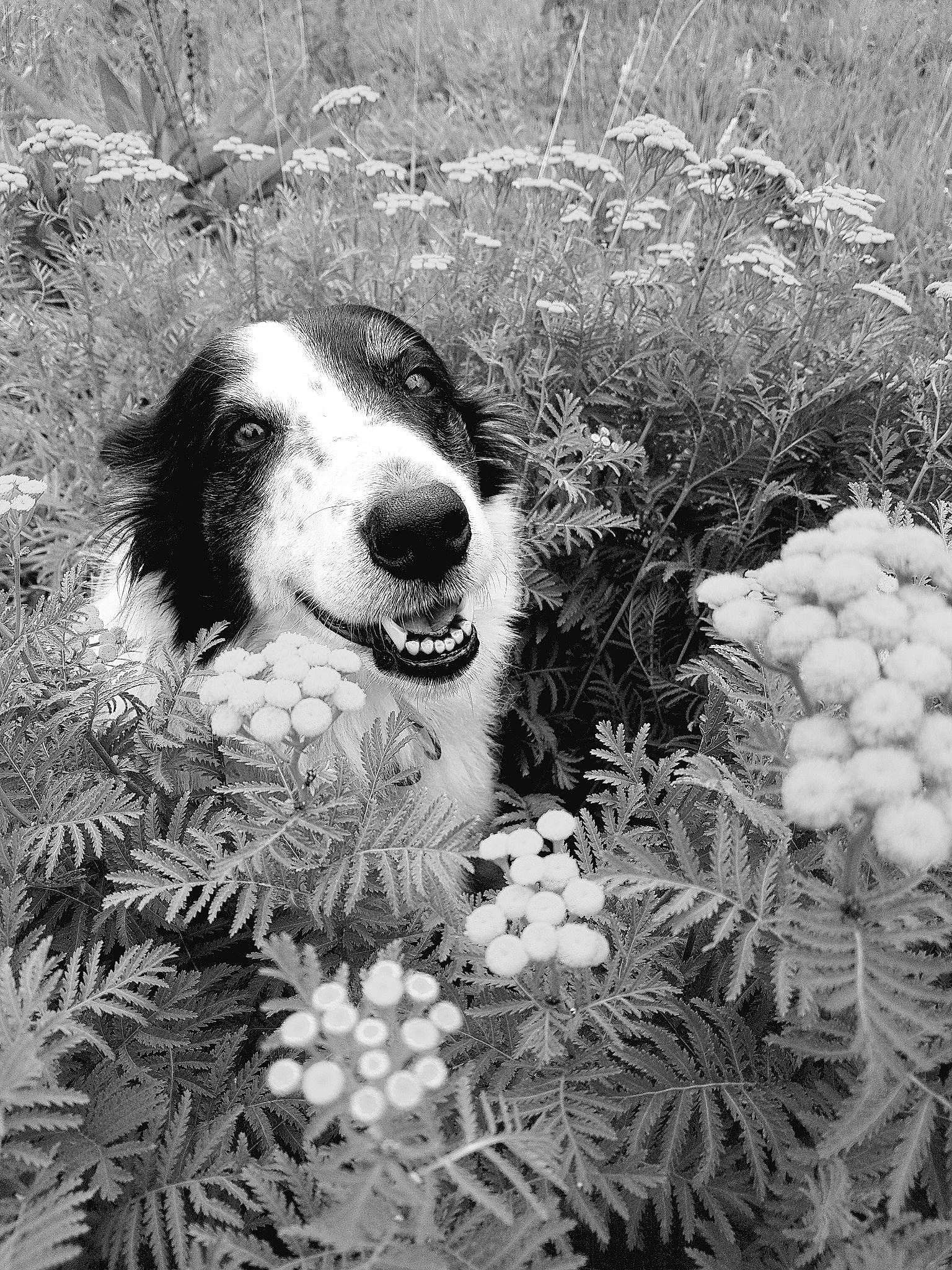 Ello a rejoint le concours — aidez-le/la à gagner de superbes lots ! annual_plant, black_and_white, canidae, carnivore, companion_dog, dog, dog_breed, herbaceous_plant, hunting_dog, monochrome, monochrome_photography, shrub, snout, sporting_group, subshrub, terrestrial_animal, tongue, tooth, working_animal