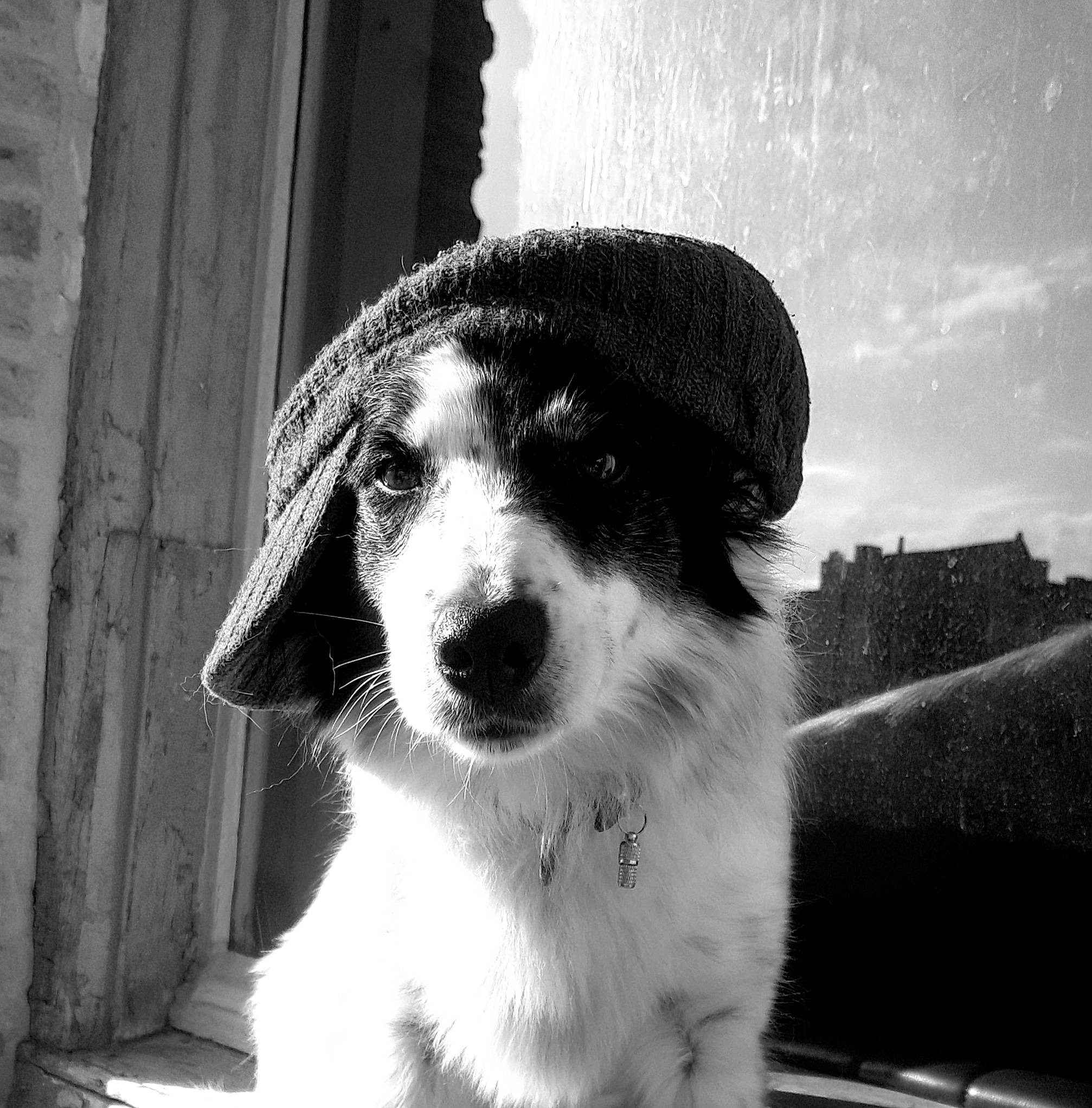 Ello participe au concours pour gagner de l'argent avec cette photo : black_and_white, canidae, carnivore, companion_dog, dog, dog_breed, fur, monochrome, monochrome_photography, snout, sporting_group, terrestrial_animal, whiskers, working_animal, working_dog