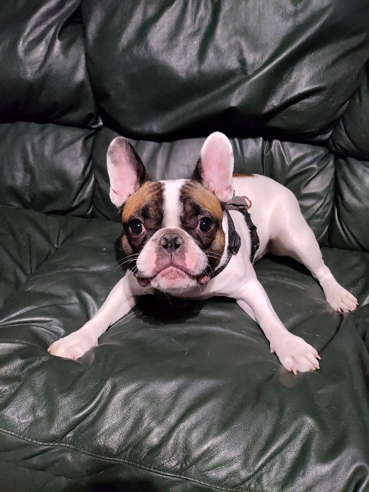 Biggie Smalls joined the competition — help win amazing prizes! bulldog, canidae, carnivore, comfort, companion_dog, dog, dog_breed, ear, fawn, french_bulldog, fur, head, molosser, snout, sporting_group, terrestrial_animal, toy_dog, whiskers, working_animal, wrinkle