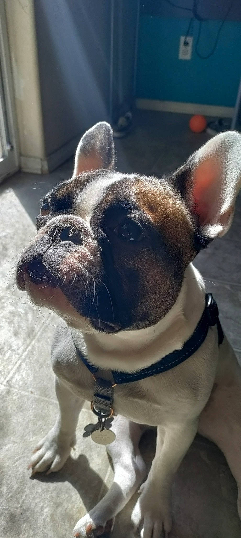 Biggie Smalls is registered to the contest to win money with this photo: bulldog, canidae, carnivore, collar, companion_dog, dog, dog_breed, dog_collar, ear, eye, fawn, fur, pet_supply, snout, sporting_group, terrestrial_animal, whiskers, window, working_animal, wrinkle