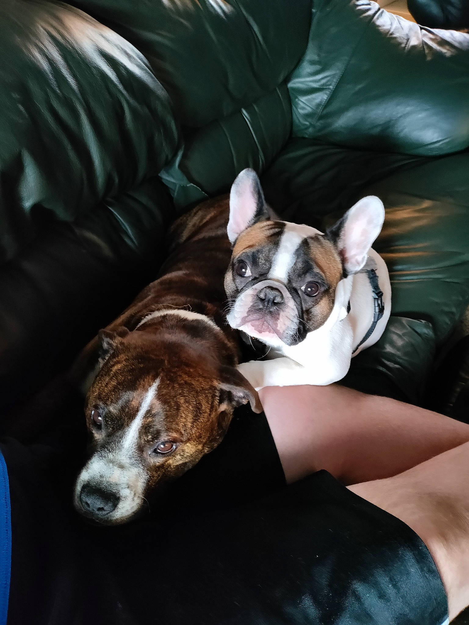 Biggie Smalls is registered to the contest to win money with this photo: boston_terrier, bulldog, canidae, carnivore, comfort, companion_dog, couch, dog, dog_breed, dog_supply, ear, fawn, furniture, liver, sleeper_chair, snout, sporting_group, toy_dog, whiskers, working_animal