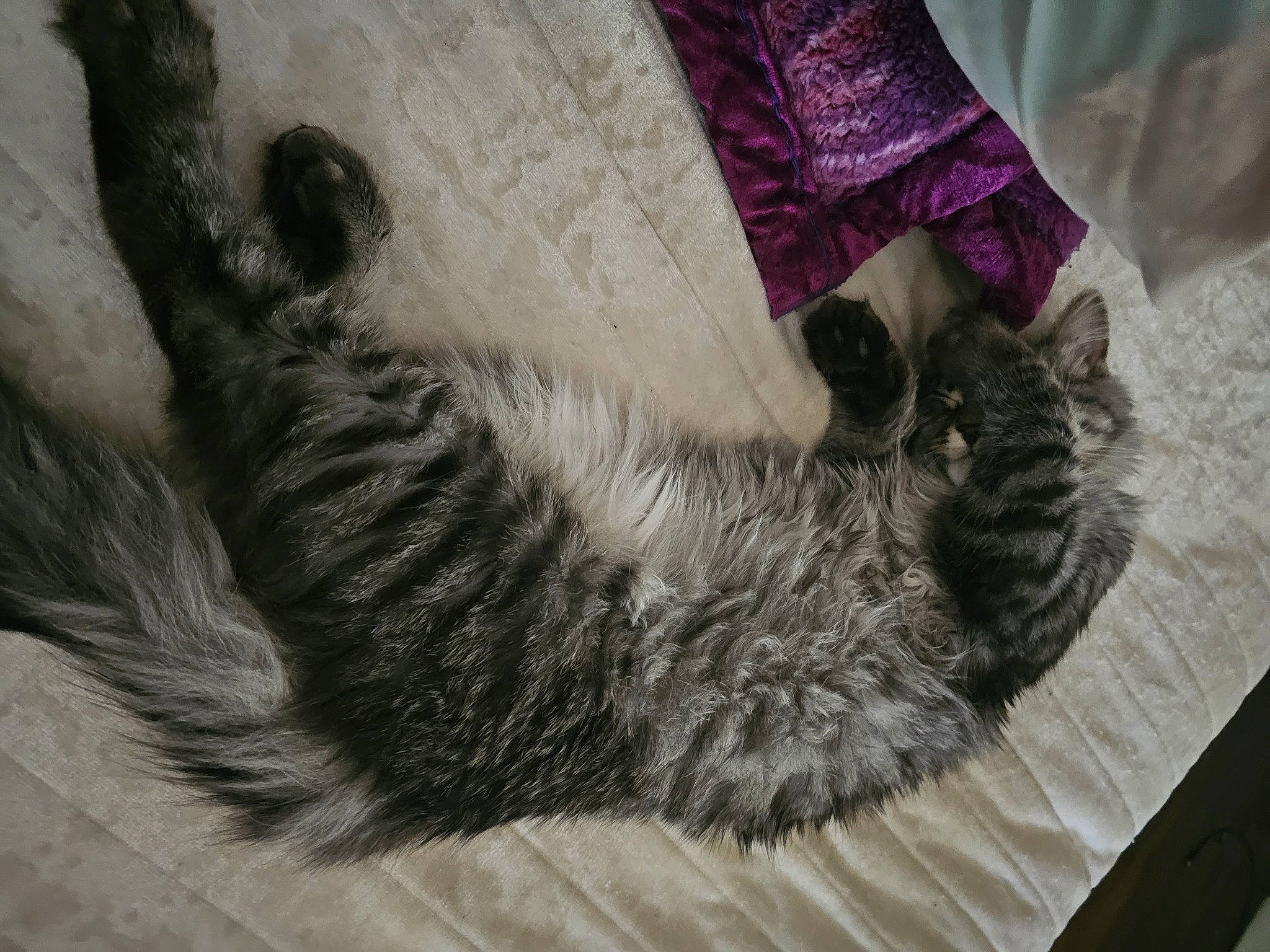 Hazel Cosme joined the competition — help win amazing prizes! carnivore, cat, claw, comfort, dog_breed, domestic_short_haired_cat, felidae, foot, fur, grey, human_leg, linens, nap, pattern, paw, small_to_medium_sized_cats, sporting_group, tail, tartan, whiskers