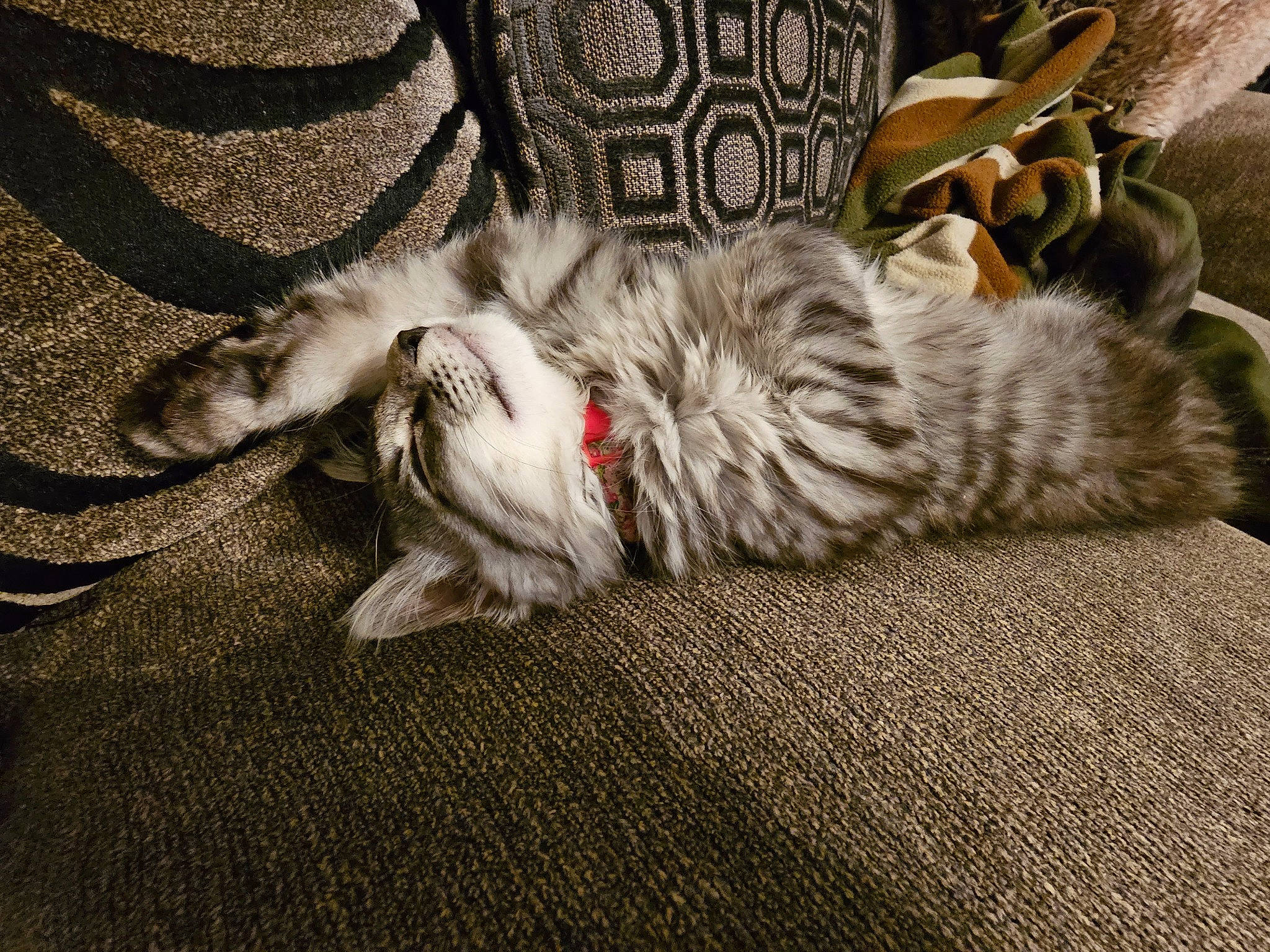 Hazel Cosme is registered to the contest to win money with this photo: carnivore, cat, claw, comfort, domestic_short_haired_cat, fawn, felidae, flooring, foot, fur, grey, human_leg, nap, paw, sleep, small_to_medium_sized_cats, snout, tail, whiskers