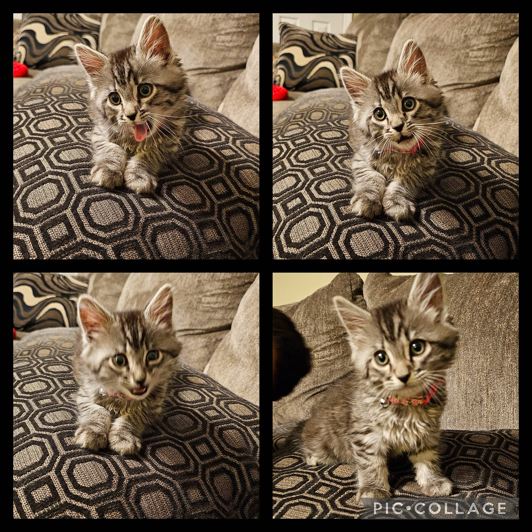 Hazel Cosme is registered to the contest to win money with this photo: beauty, carnivore, cat, eye, felidae, fur, mammal, organism, pattern, photo_caption, photography, small_to_medium_sized_cats, snapshot, snout, symmetry, terrestrial_animal, vertebrate, whiskers, white, wildlife