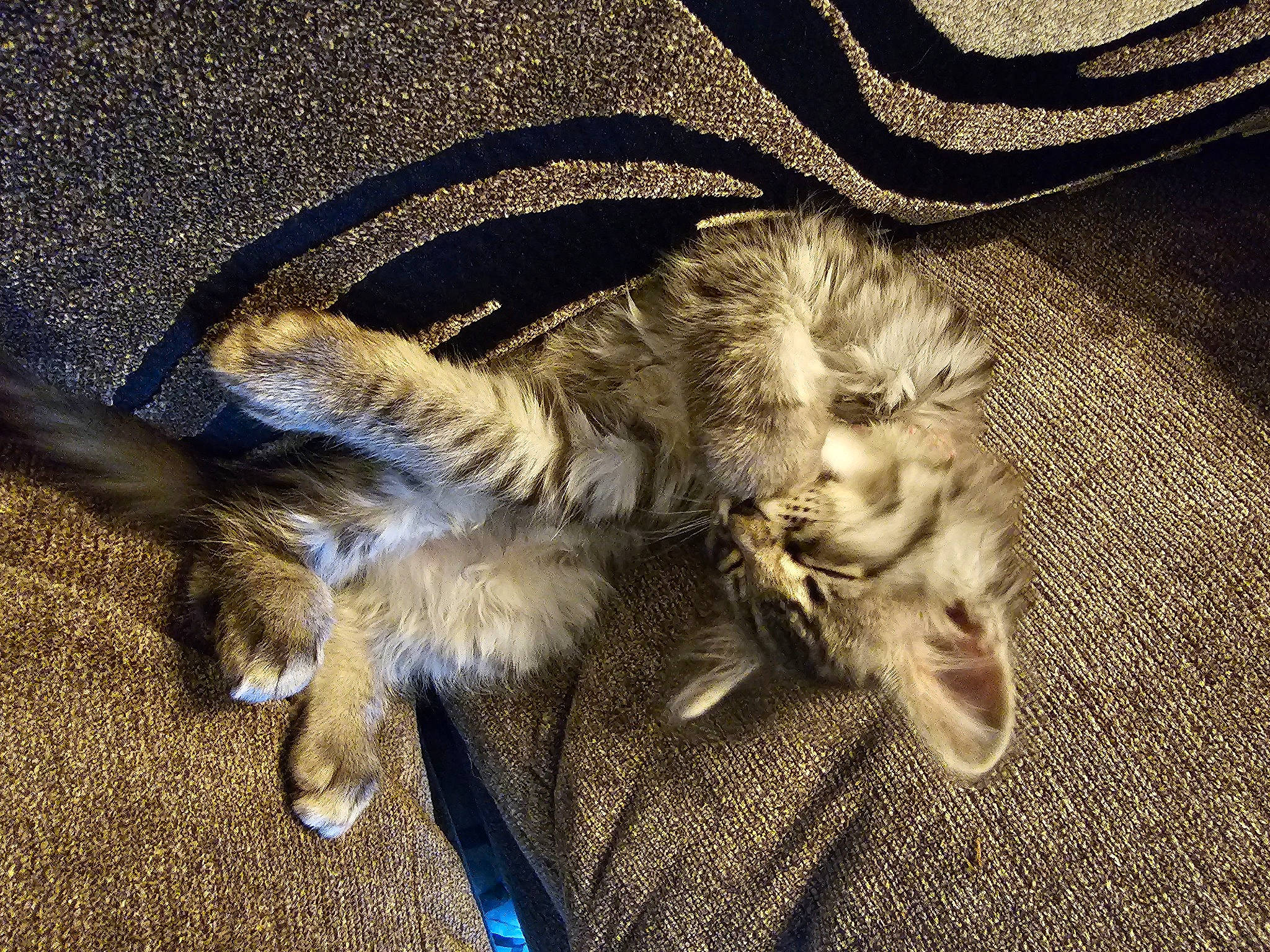 Hazel Cosme joined the competition — help win amazing prizes! claw, comfort, companion_dog, darkness, eyewear, fashion_accessory, feather, felidae, fur, human_leg, pattern, paw, shadow, small_to_medium_sized_cats, soil, sporting_group, tail, tints_and_shades, whiskers, wing