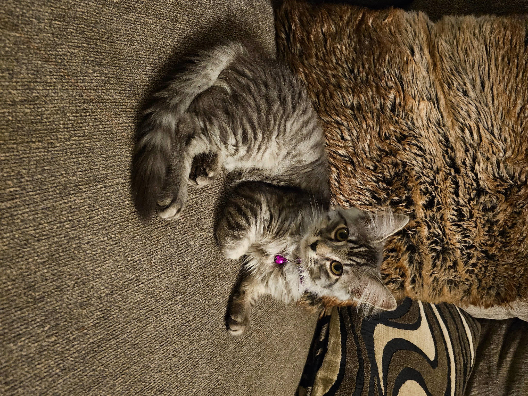 Hazel Cosme joined the competition — help win amazing prizes! canidae, carnivore, cat, claw, darkness, dog_breed, domestic_short_haired_cat, felidae, fur, grass, grey, monochrome, monochrome_photography, paw, small_to_medium_sized_cats, tail, terrestrial_animal, whiskers, wildlife, wood