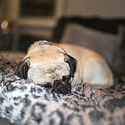 Charlotte is registered to the contest to win money with this photo: bed, blanket, blurred_background, bokeh, close_up, collar, couch, cozy, cute, dog, fur, indoor, muzzle, pet, portrait, pug, resting, sleeping, snout, soft_texture