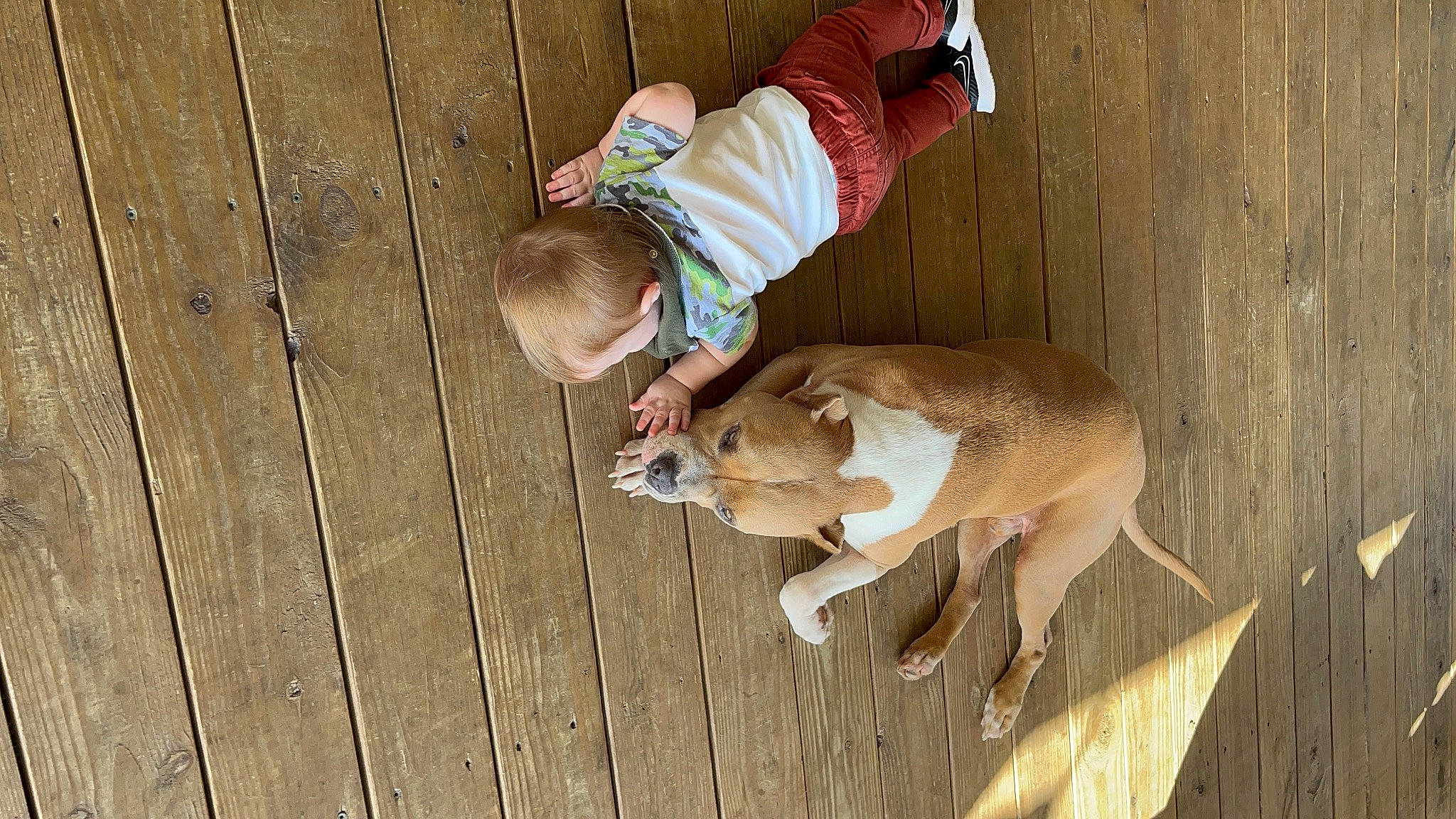 Jace is registered to the contest to win money with this photo: baby, baby_toddler_clothing, canidae, carnivore, child, companion_dog, dog_breed, fawn, felidae, fun, happy, hardwood, hat, human_leg, sitting, sporting_group, tail, toddler, wood, working_animal
