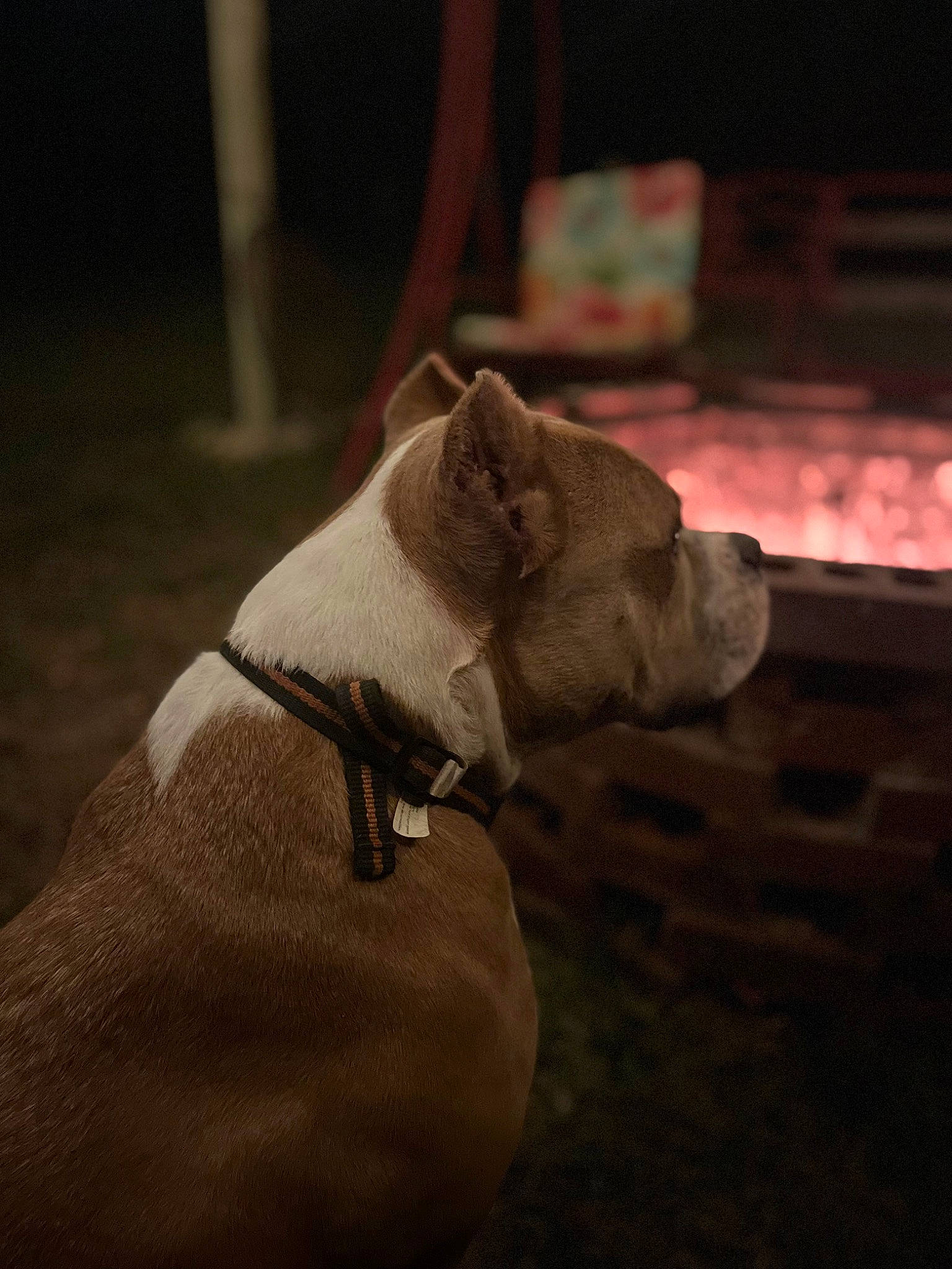 Jace joined the competition — help win amazing prizes! carmine, carnivore, comfort, companion_dog, darkness, dog_breed, dog_clothes, fawn, felidae, fur, small_to_medium_sized_cats, snout, sunglasses, tail, teddy_bear, terrestrial_animal, tints_and_shades, whiskers, wood, working_animal