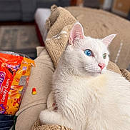 Remy joined the competition — help win amazing prizes! cat, white_cat, odd_eyed_cat, blue_eye, green_eye, pet, animal, feline, close_up, portrait, lying_down, relaxed, cozy, blanket, couch, indoors, living_room, candy, snack, whiskers