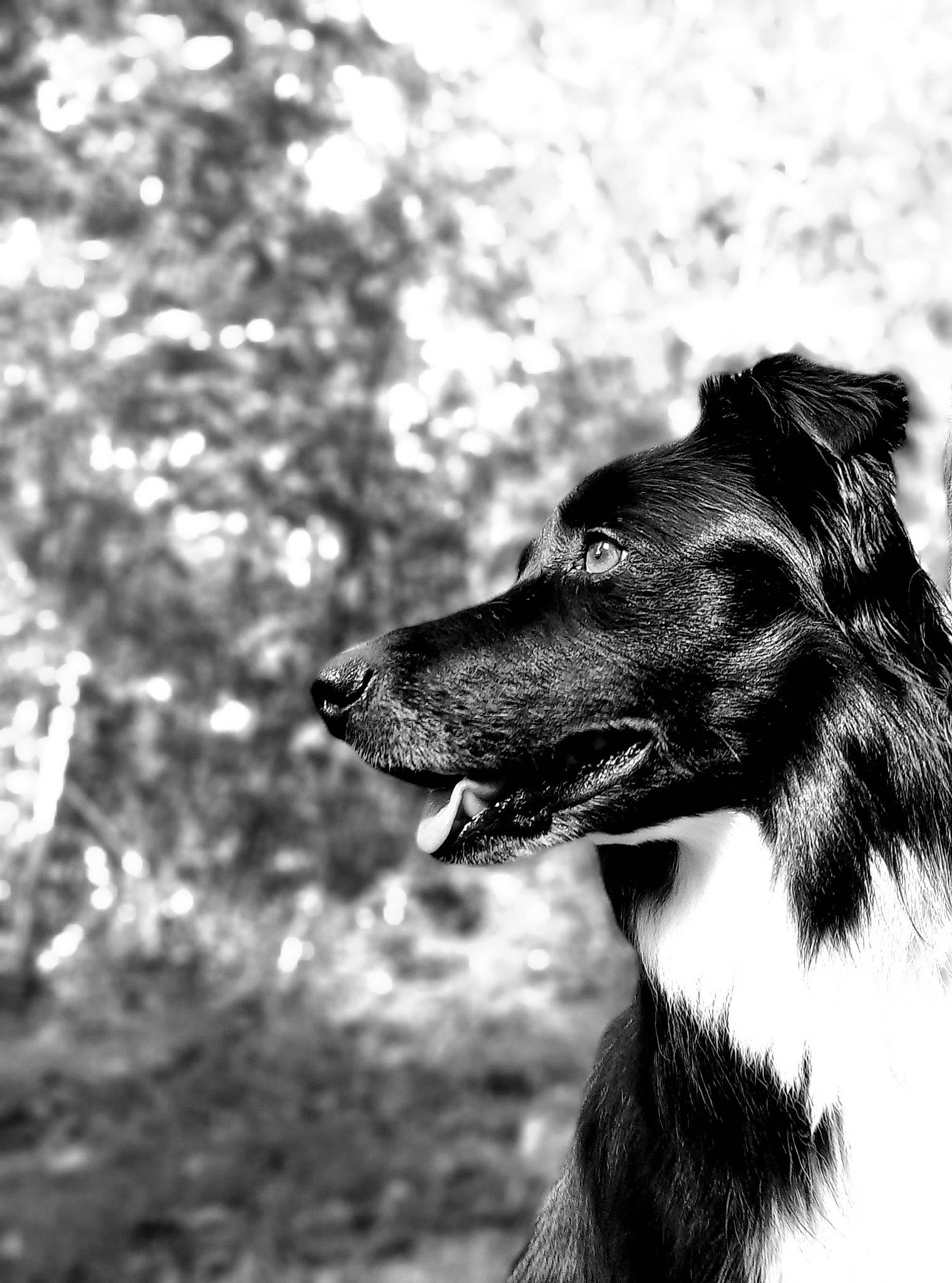 Mila participe au concours pour gagner de l'argent avec cette photo : black_and_white, canidae, carnivore, companion_dog, dog, dog_breed, fur, herding_dog, monochrome, monochrome_photography, snout, sporting_group, style, terrestrial_animal, tree, whiskers, working_animal, working_dog