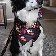 Finn is registered to the contest to win money with this photo: alert, animal, bandana, black_and_white, brown_eyes, carpet, collar, cute, dog, ears_up, fur, furniture, home, indoor, leash, looking_away, medium_sized_dog, pet, sitting, spot