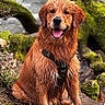 Tao a rejoint le concours — aidez-le/la à gagner de superbes lots ! animal, canine, daylight, dog, forest, fur, golden_retriever, happy, leash, moss, nature, outdoor, pet, playful, riverbank, rocks, sitting, tongue_out, water, wet