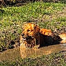 Tao a rejoint le concours — aidez-le/la à gagner de superbes lots ! animal, canine, dog, fur, golden_retriever, grass, happy, mud, muddy, nature, outdoor, pet, playful, puddle, relaxing, summer, sunlight, tongue, water, wet