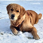 Tao participe au concours pour gagner de l'argent avec cette photo : adorable, animal, canine, closeup, cute, daylight, dog, fur, golden_retriever, grass, lying_down, mammal, nature, outdoor, pet, playful, puppy, snow, winter, young