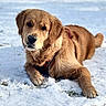 adorable, animal, canine, closeup, cute, daylight, dog, fur, golden_retriever, grass, lying_down, mammal, nature, outdoor, pet, playful, puppy, snow, winter, young