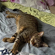 Titou a rejoint le concours — aidez-le/la à gagner de superbes lots ! cat, tabby, sleeping, bed, blanket, pillow, indoor, cozy, relaxed, fur, animal, pet, resting, striped, comfort, domestic, cute, whiskers, claws, nap