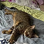 cat, tabby, sleeping, bed, blanket, pillow, indoor, cozy, relaxed, fur, animal, pet, resting, striped, comfort, domestic, cute, whiskers, claws, nap