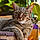 Titou