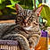 Titou