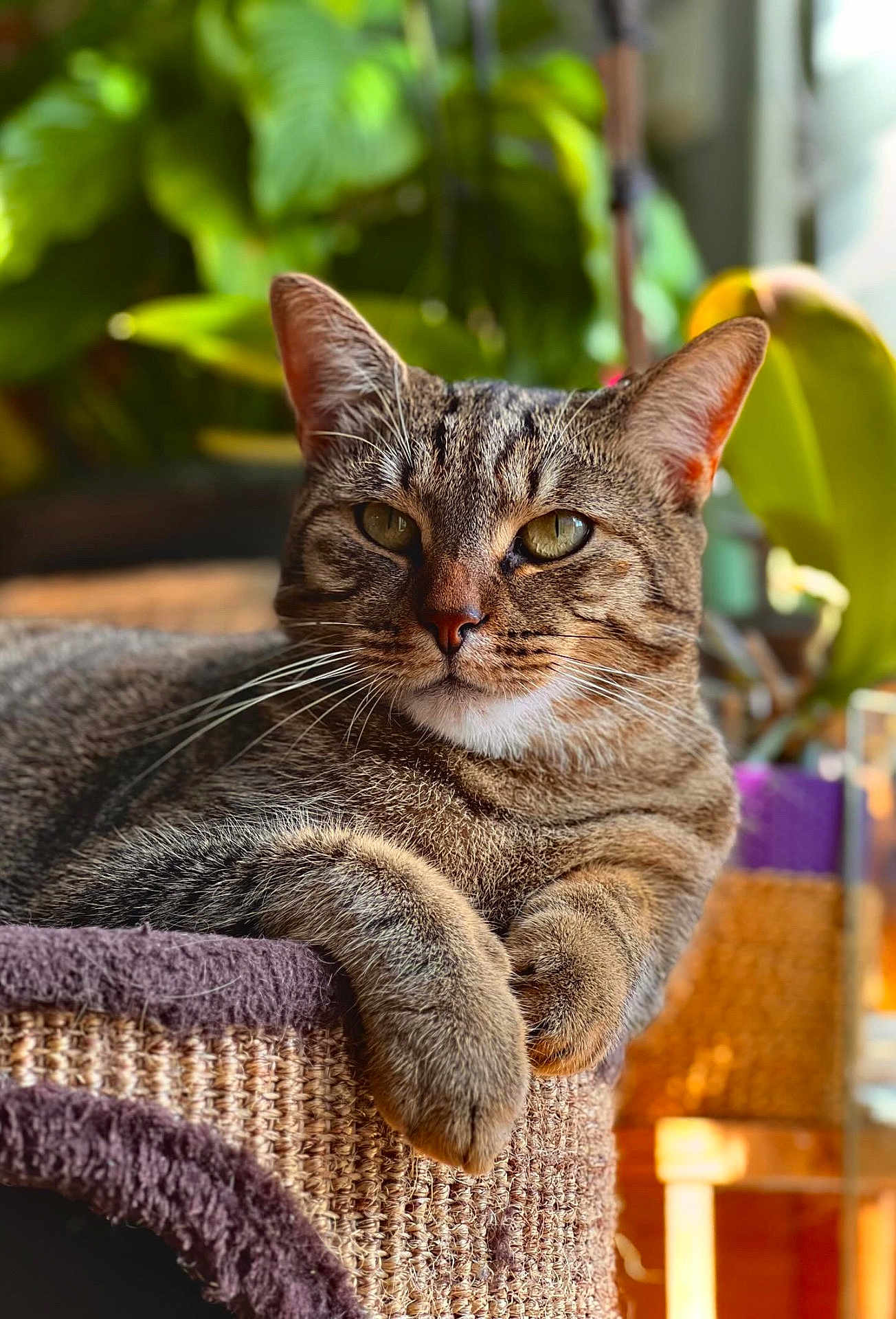 Titou participe au concours pour gagner de l'argent avec cette photo : tabby_cat, cat, pet, feline, animal, relaxed, indoor, scratching_post, close_up, whiskers, ears, fur, paw, green_plants, natural_light, cozy, portrait, cute, domestic_cat, resting