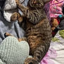 Titou a rejoint le concours — aidez-le/la à gagner de superbes lots ! cat, tabby, bed, blanket, plush_toy, soft, sleepy, indoor, cozy, pet, fur, paws, resting, cute, animal, striped, comfort, fabric, home, relaxed
