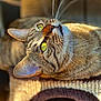cat, tabby_cat, close_up, yellow_eyes, whiskers, fur, texture, sunlight, indoor, pet, animal, curious, lying_down, portrait, soft_focus, warm_light, feline, looking_up, detailed, relaxed
