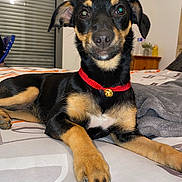 Maya a rejoint le concours — aidez-le/la à gagner de superbes lots ! animal, bed, bell, black_and_tan, blanket, collar, cute, dog, domestic, ears, eyes, fur, furniture, indoor, lying_down, nose, paw, pet, puppy, window