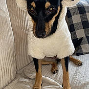 Maya a rejoint le concours — aidez-le/la à gagner de superbes lots ! dog, costume, sheep_outfit, black_and_tan, pet, indoor, couch, cushion, plush, fabric, animal, cute, small_dog, portrait, looking_at_camera, furniture, domestic, cozy, living_room, ears