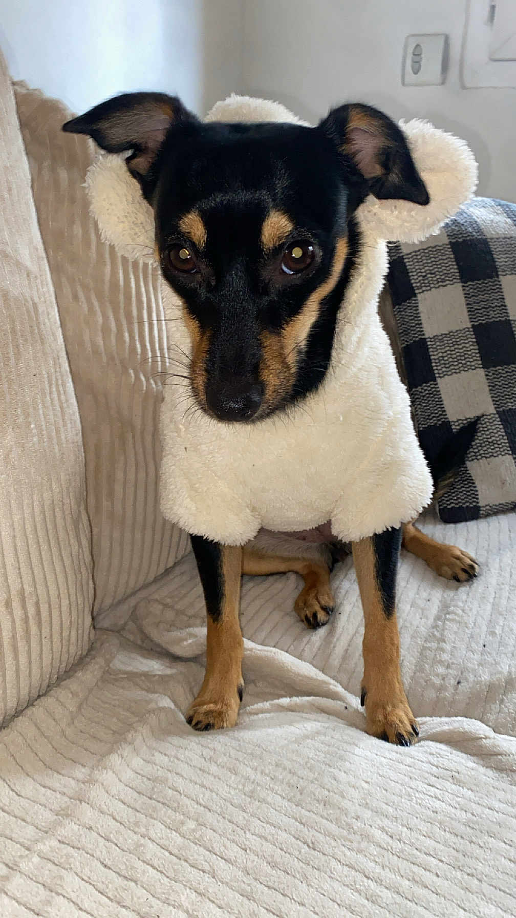 Maya a rejoint le concours — aidez-le/la à gagner de superbes lots ! dog, costume, sheep_outfit, black_and_tan, pet, indoor, couch, cushion, plush, fabric, animal, cute, small_dog, portrait, looking_at_camera, furniture, domestic, cozy, living_room, ears