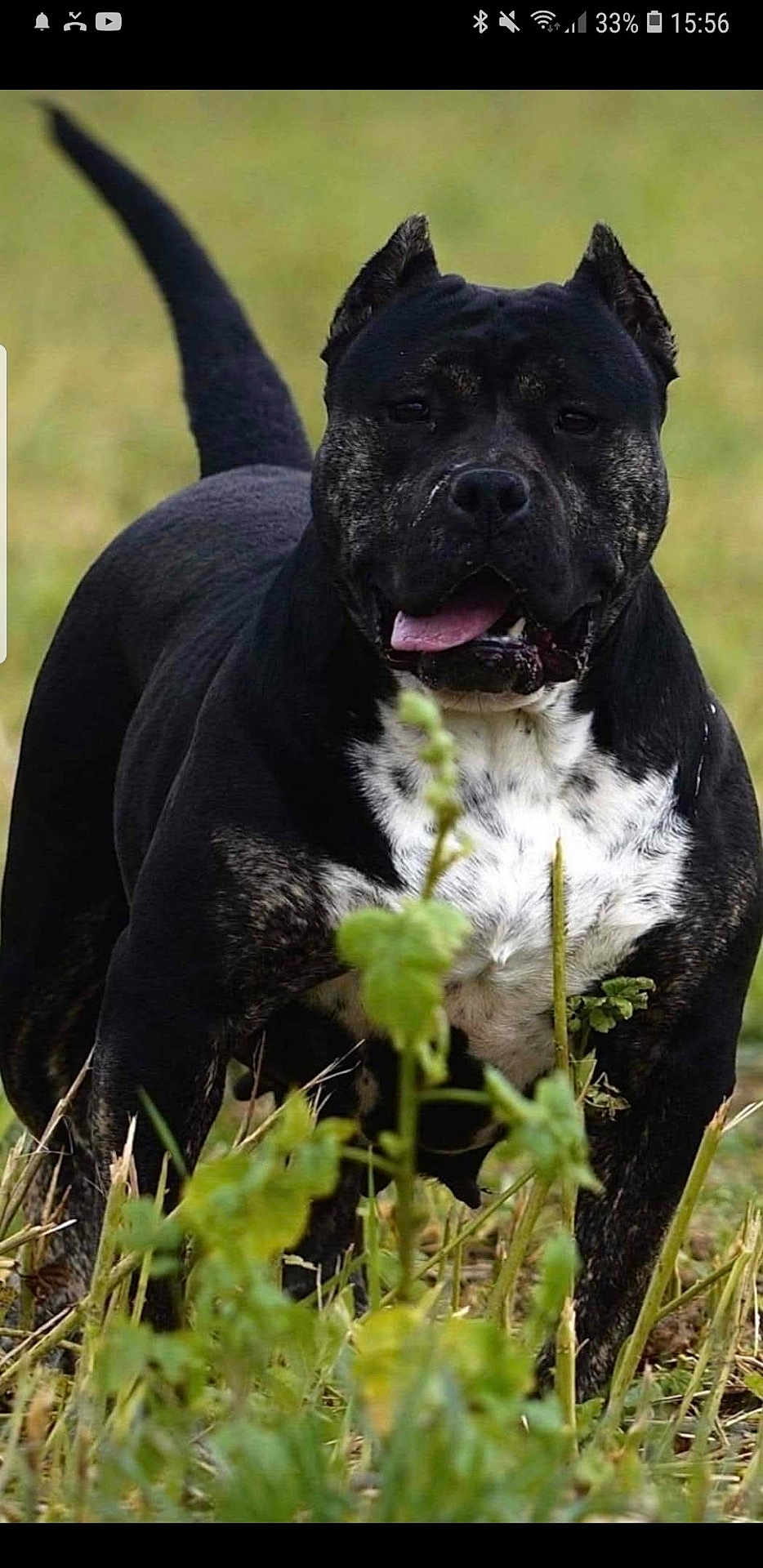 Black participe au concours pour gagner de l'argent avec cette photo : dog, black_dog, white_chest, outdoor, grass, field, animal, pet, canine, muscular, ears, tongue, standing, nature, fur, alert, portrait, mammal, healthy, closeup