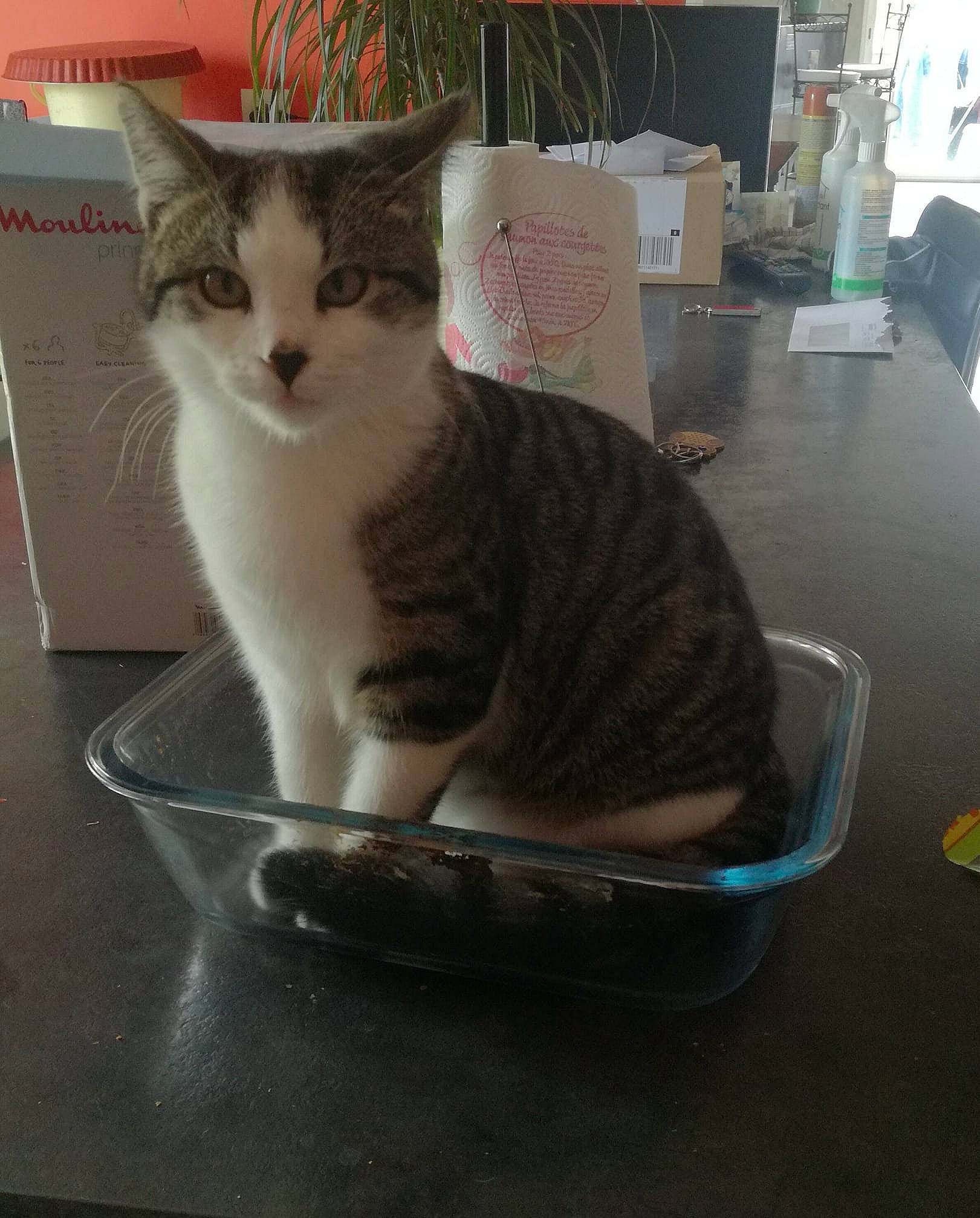 Pink a rejoint le concours — aidez-le/la à gagner de superbes lots ! aegean_cat, american_wirehair, asian, carnivore, cat, domestic_short_haired_cat, european_shorthair, felidae, kitten, small_to_medium_sized_cats, tabby_cat, tail, whiskers