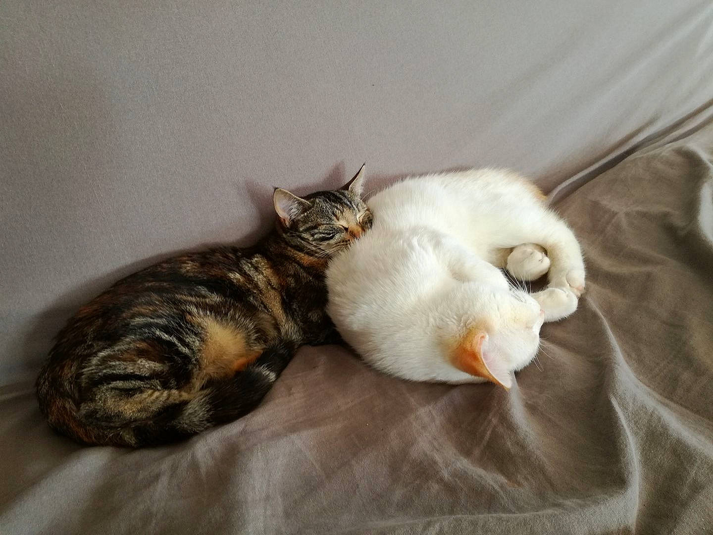 Milky participe au concours pour gagner de l'argent avec cette photo : asian, carnivore, cat, european_shorthair, fawn, felidae, fur, german_rex, kitten, small_to_medium_sized_cats, tabby_cat, tail, whiskers