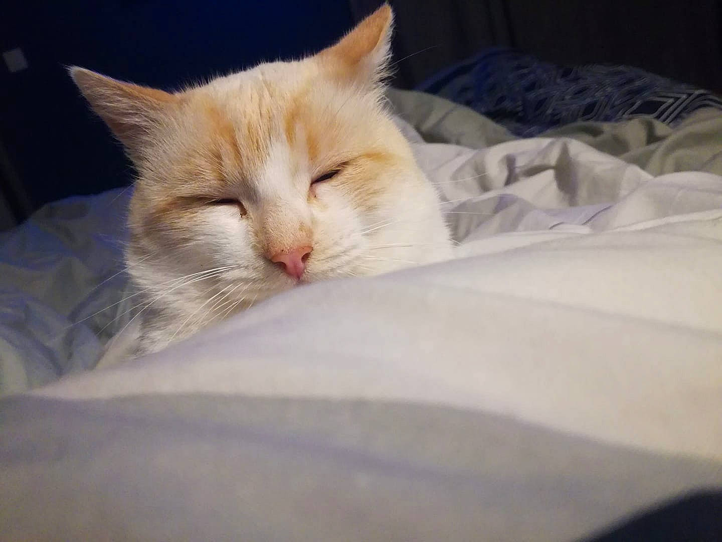 Milky a rejoint le concours — aidez-le/la à gagner de superbes lots ! bed, carnivore, cat, cloud, colorpoint_shorthair, domestic_short_haired_cat, ear, european_shorthair, eye, felidae, fur, kitten, nap, nose, sky, sleep, small_to_medium_sized_cats, snout, turkish_van, whiskers