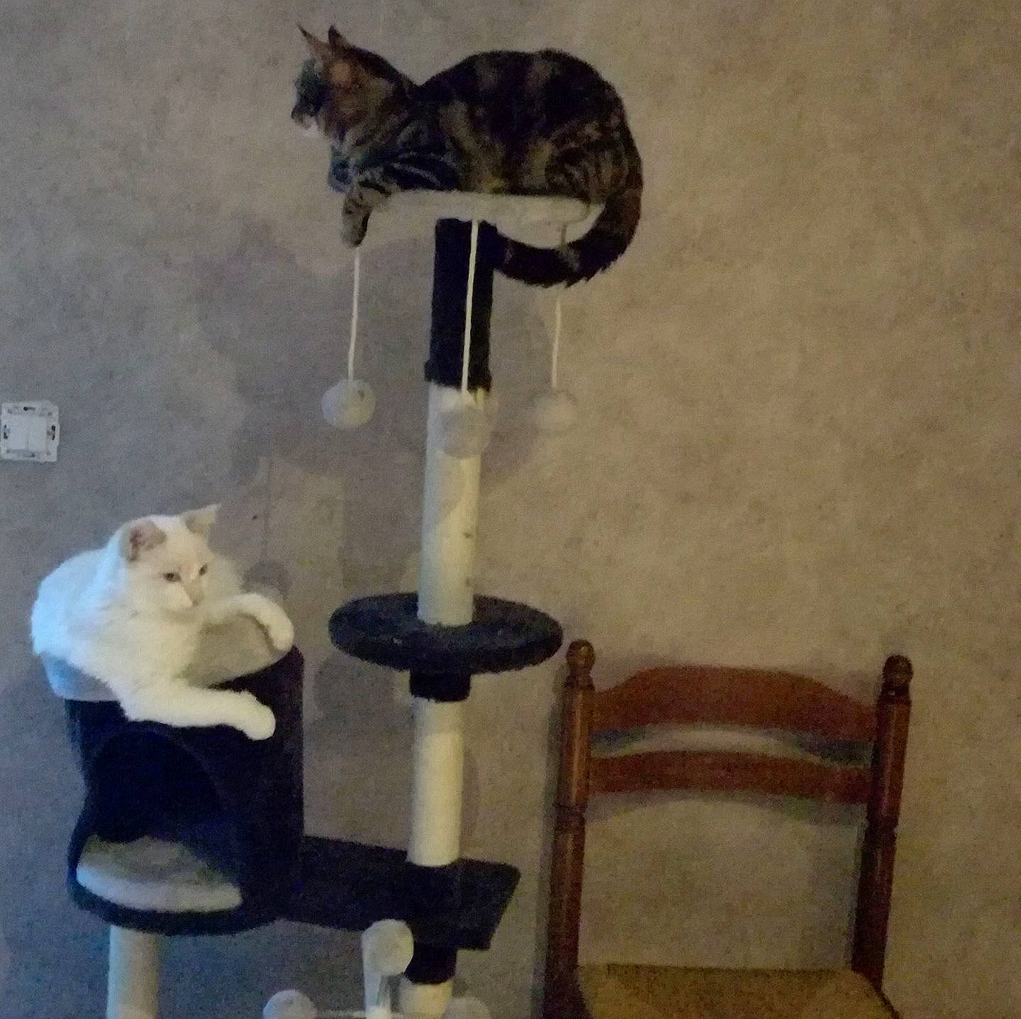 Milky a rejoint le concours — aidez-le/la à gagner de superbes lots ! cat, cat_supply, felidae, product, small_to_medium_sized_cats, tail, whiskers