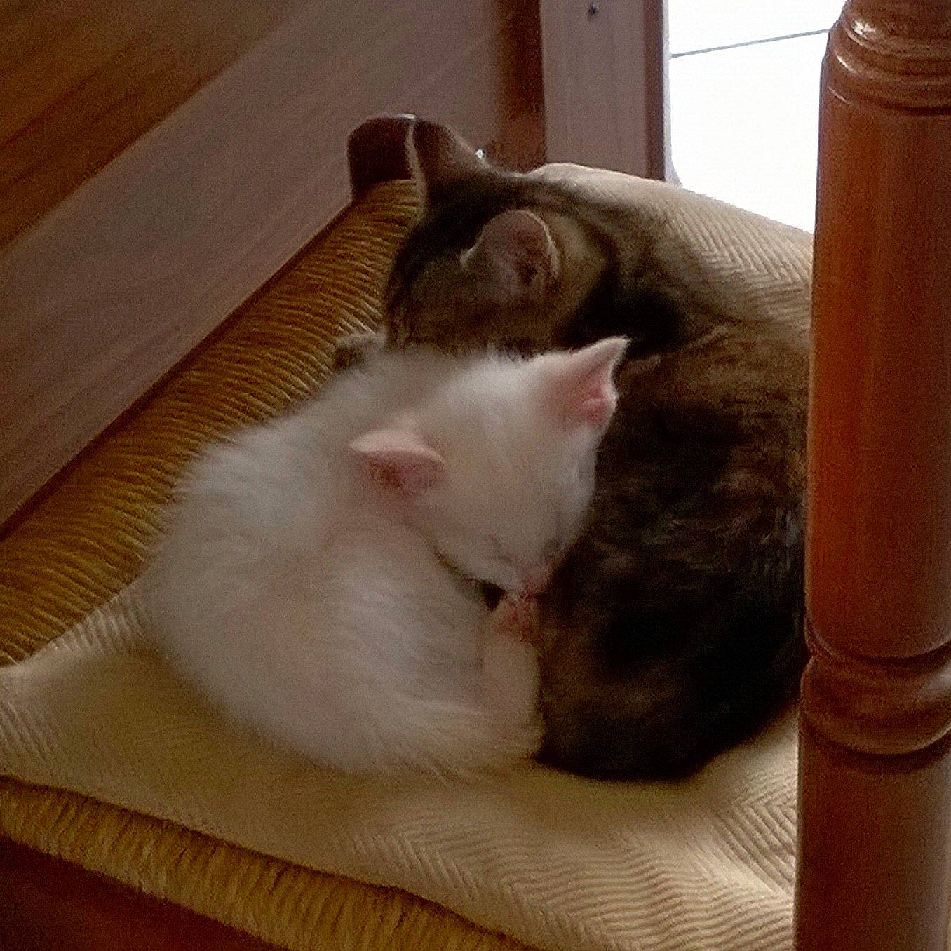 Milky participe au concours pour gagner de l'argent avec cette photo : american_curl, asian, carnivore, cat, ear, eye, fawn, felidae, fur, kitten, nap, paw, polydactyl_cat, ragamuffin, ragdoll, skin, small_to_medium_sized_cats, tail, turkish_van, whiskers