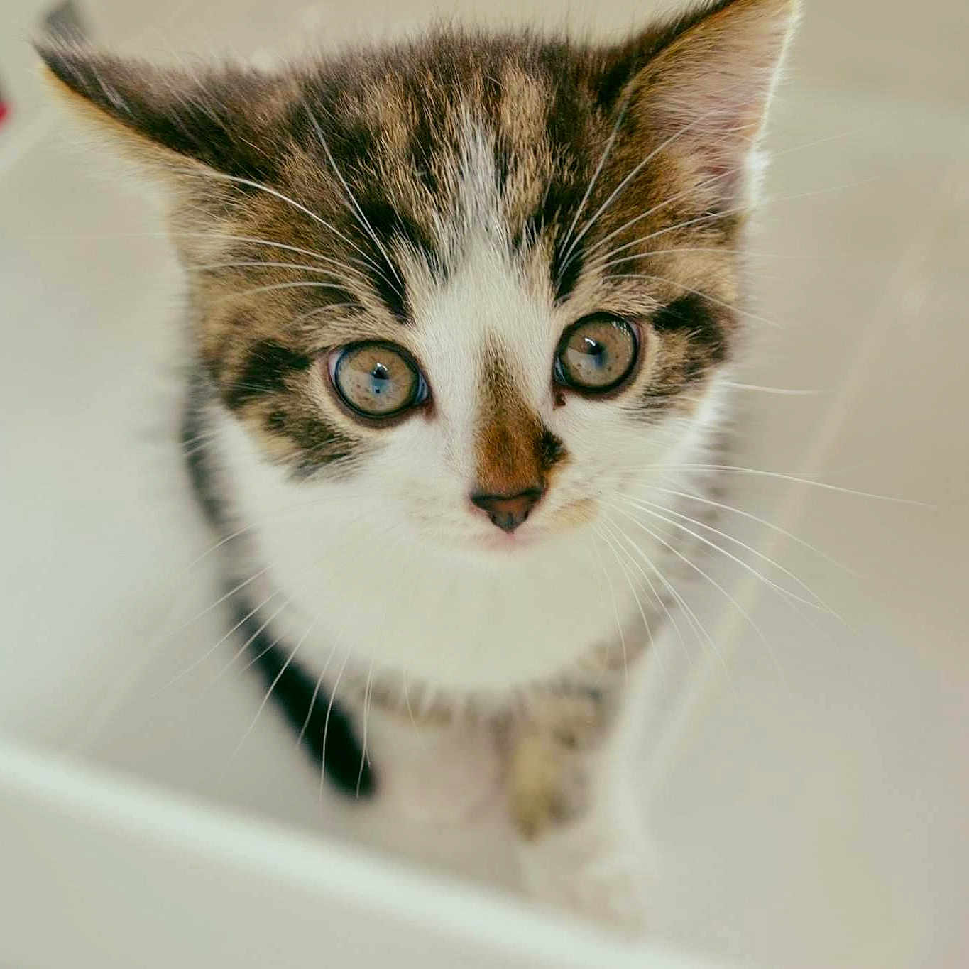 Maya
