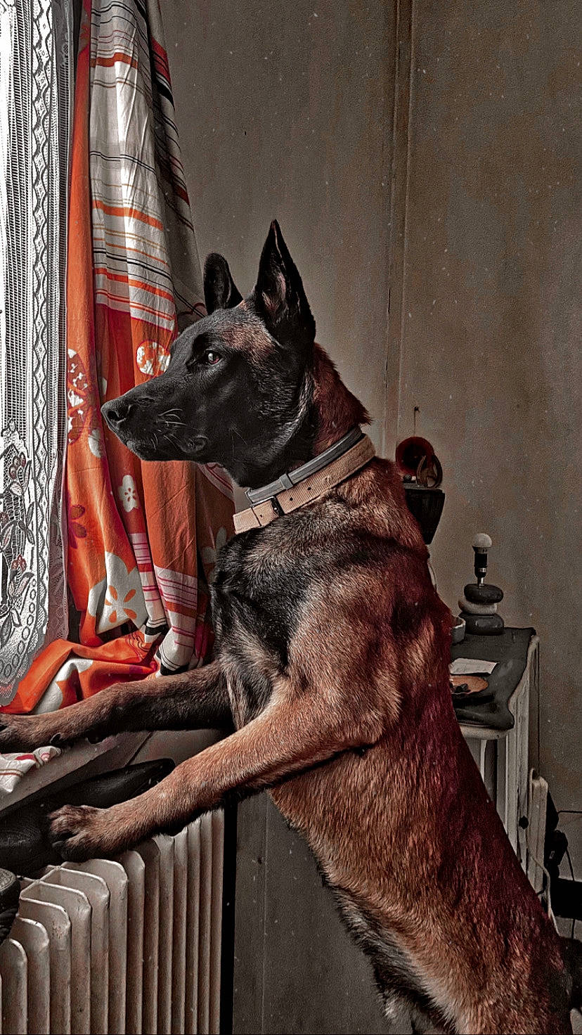 Fendy a rejoint le concours — aidez-le/la à gagner de superbes lots ! art, canidae, carmine, carnivore, collar, companion_dog, curtain, dog, dog_breed, dog_collar, fawn, fur, liver, snout, sporting_group, tail, whiskers, window, working_animal, working_dog