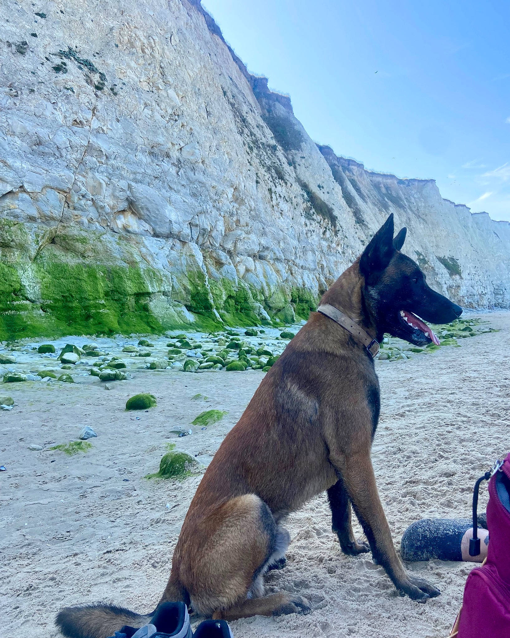 Fendy a rejoint le concours — aidez-le/la à gagner de superbes lots ! bag, blue, canidae, carnivore, collar, dog, dog_breed, dog_hiking, fawn, german_shepherd_dog, herding_dog, mountain, mountain_range, mountainous_landforms, plant, sky, sporting_group, tail, terrestrial_animal, working_animal