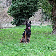 Fendy a rejoint le concours — aidez-le/la à gagner de superbes lots ! dog, belgian_malinois, grass, nature, outdoor, canine, animal, tree, greenery, harness, tongue_out, sitting, forest, park, pet, mammal, daylight, leafy, happy, wildlife