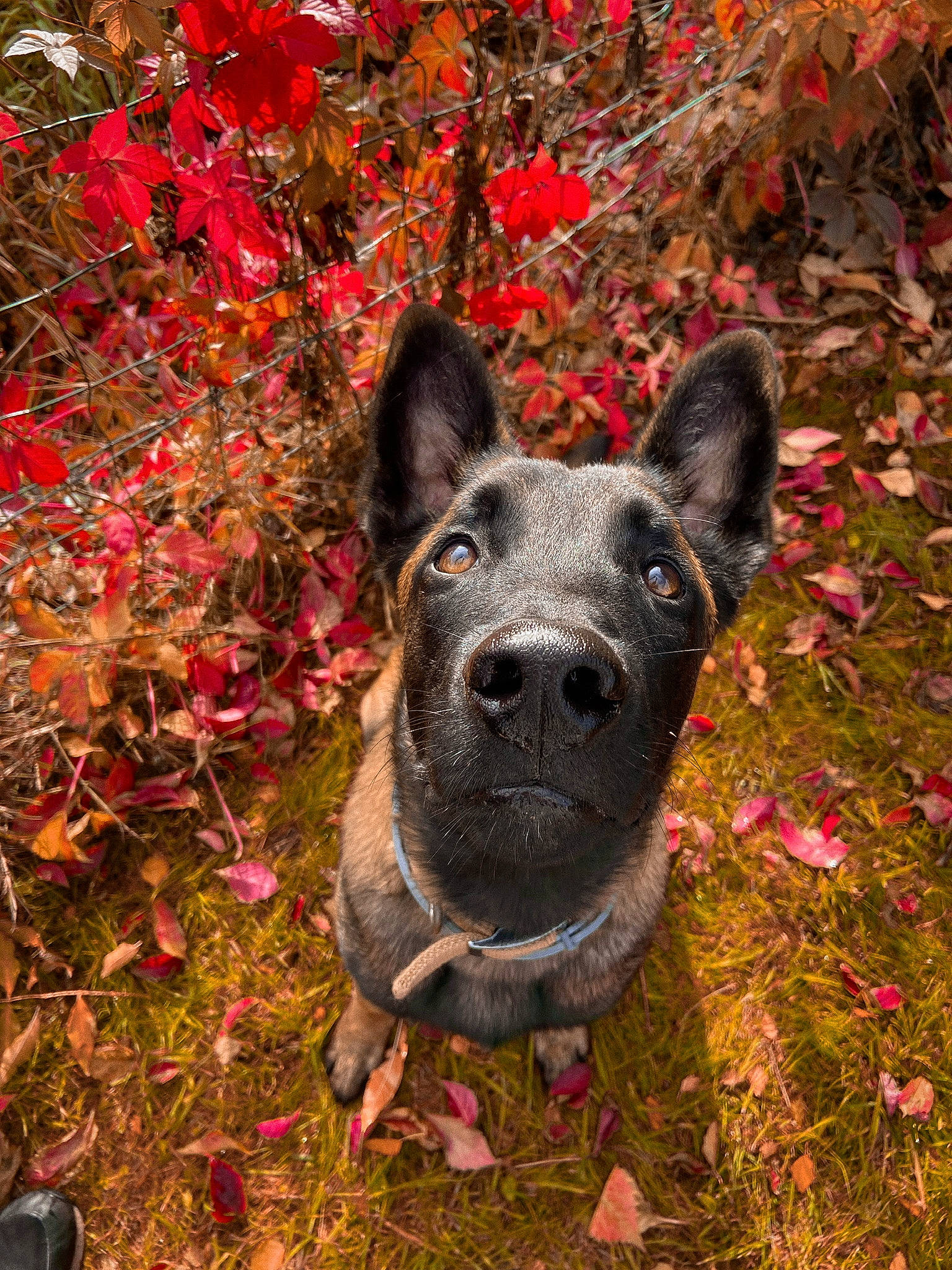 Fendy a rejoint le concours — aidez-le/la à gagner de superbes lots ! art, autumn, canidae, carmine, carnivore, deciduous, dog, dog_breed, fawn, flower, grass, groundcover, leaf, plant, sculpture, snout, soil, sporting_group, tree, whiskers