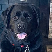 Abe is registered to the contest to win money with this photo: animal, black_dog, canine, collar, companion, cozy, cute, dog, fireplace, friendly, fur, happy, house, indoor, looking, mammal, pet, portrait, stone_wall, tongue_out