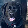 animal, black_dog, canine, collar, companion, cozy, cute, dog, fireplace, friendly, fur, happy, house, indoor, looking, mammal, pet, portrait, stone_wall, tongue_out
